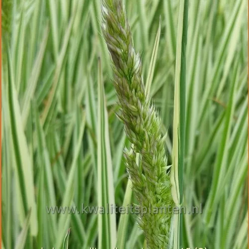Holcus mollis 'Albovariegatus'