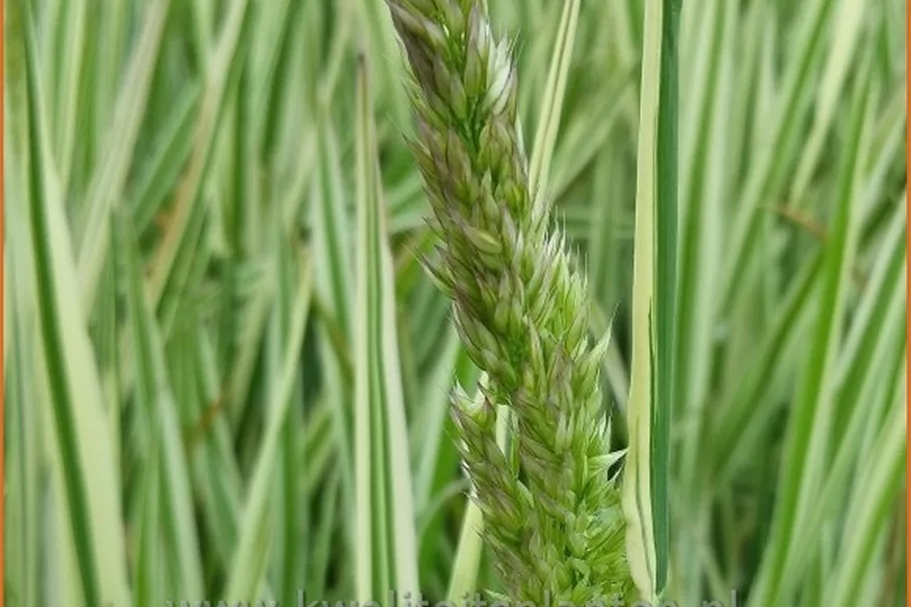 Holcus mollis 'Albovariegatus'