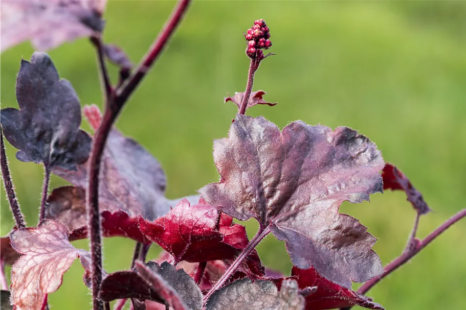 Heuchera micrantha 'Melting Fire'