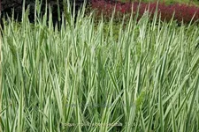 Holcus mollis 'Albovariegatus'