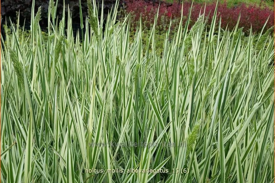 Holcus mollis 'Albovariegatus'