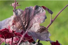 Heuchera micrantha 'Melting Fire'