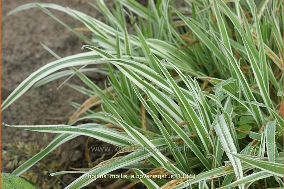 Holcus mollis 'Albovariegatus'