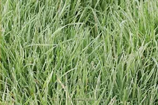 Holcus mollis 'Albovariegatus'