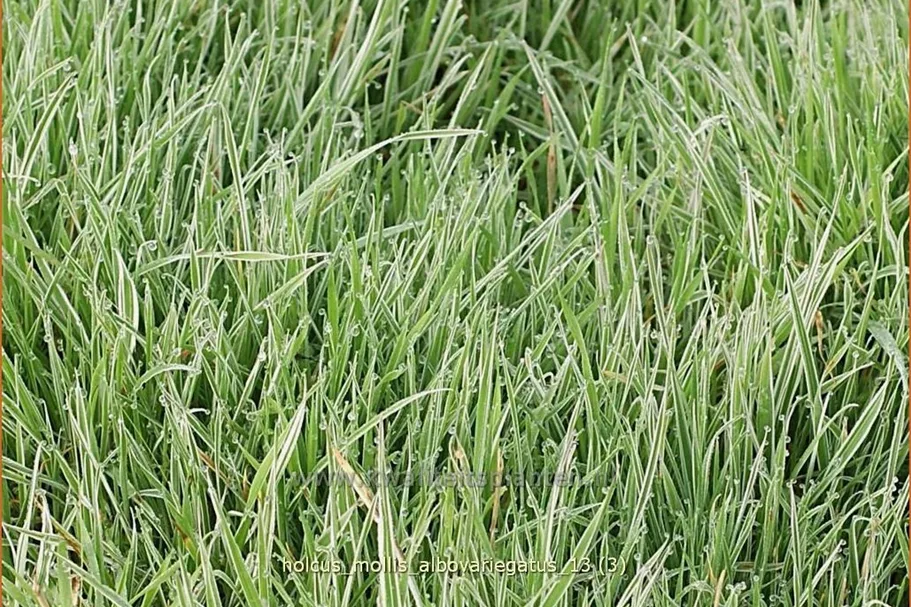 Holcus mollis 'Albovariegatus'
