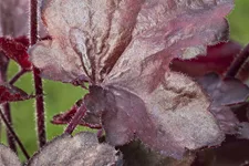 Heuchera micrantha 'Melting Fire'