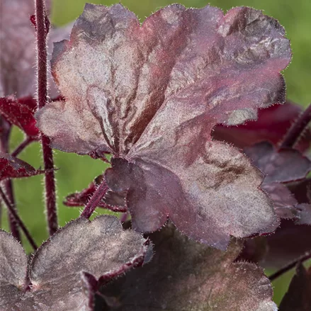 Heuchera micrantha 'Melting Fire'
