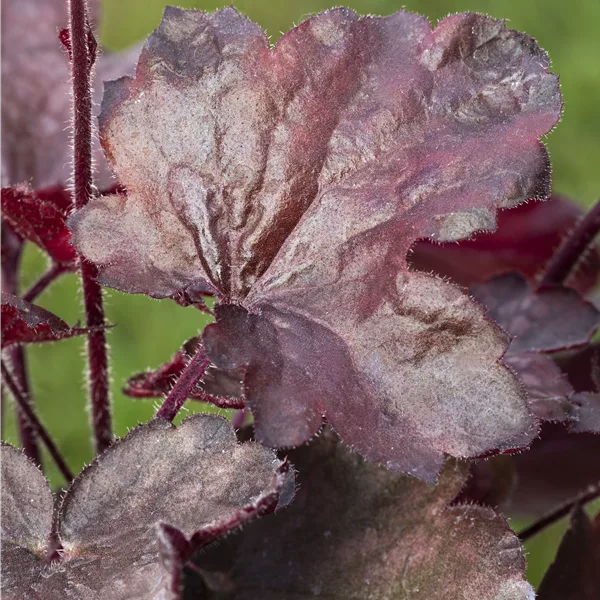 Heuchera micrantha 'Melting Fire'