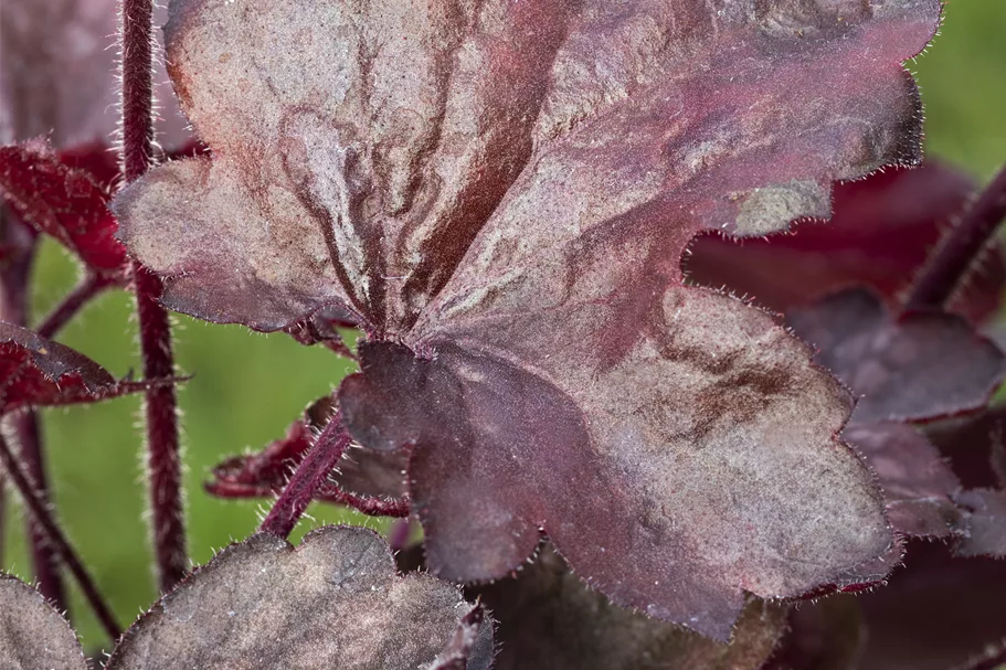 Heuchera micrantha 'Melting Fire'