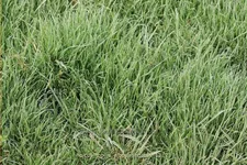 Holcus mollis 'Albovariegatus'