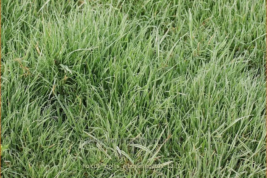 Holcus mollis 'Albovariegatus'