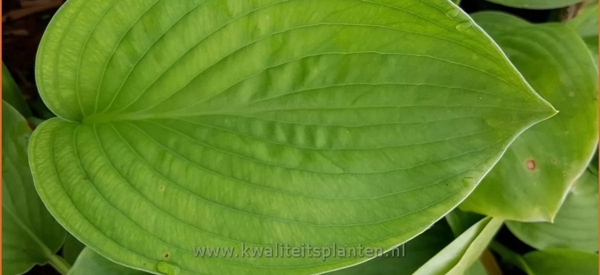Hosta 'T-Rex'