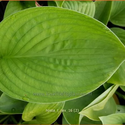 Hosta 'T-Rex'