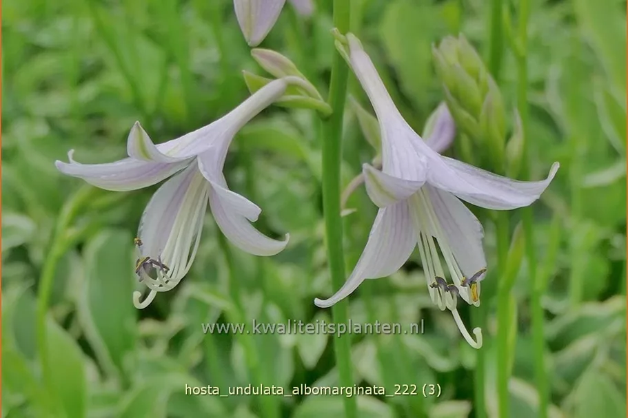 Hosta undulata 'Albomarginata'