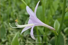 Hosta undulata 'Albomarginata'