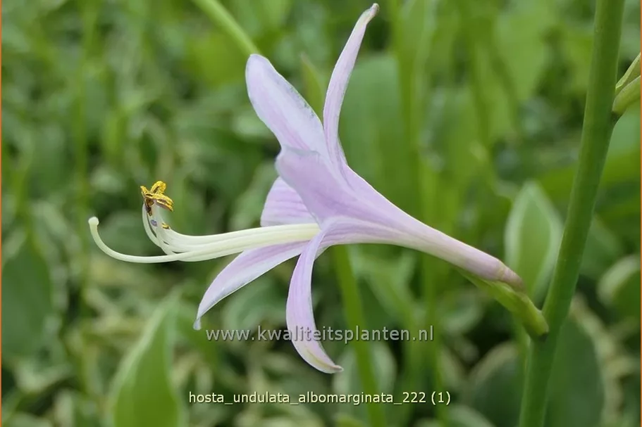 Hosta undulata 'Albomarginata'