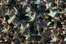 Heuchera 'Blackout'