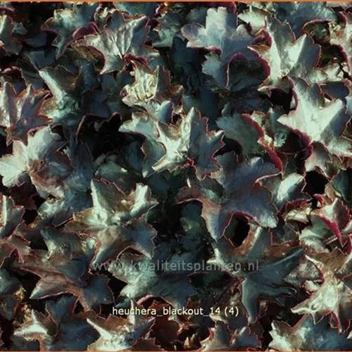 Heuchera 'Blackout'