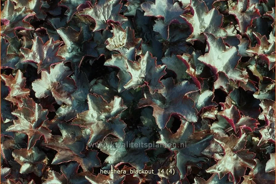 Heuchera 'Blackout'
