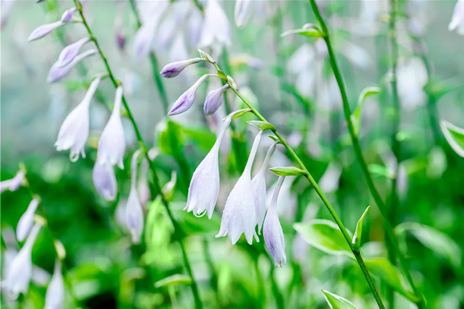 Hosta undulata 'Albomarginata'