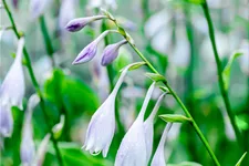 Hosta undulata 'Albomarginata'