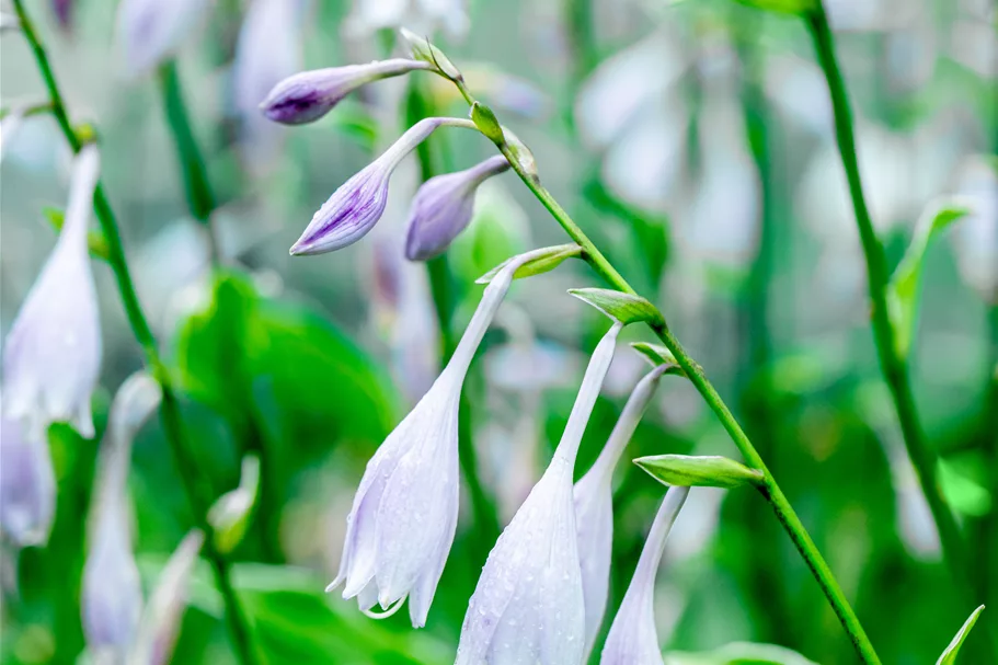 Hosta undulata 'Albomarginata'