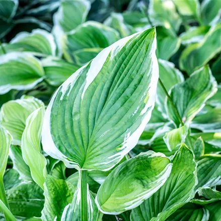Hosta undulata 'Albomarginata'