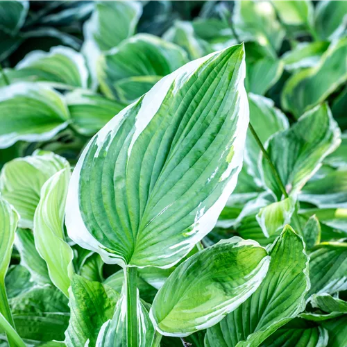 Hosta undulata 'Albomarginata'