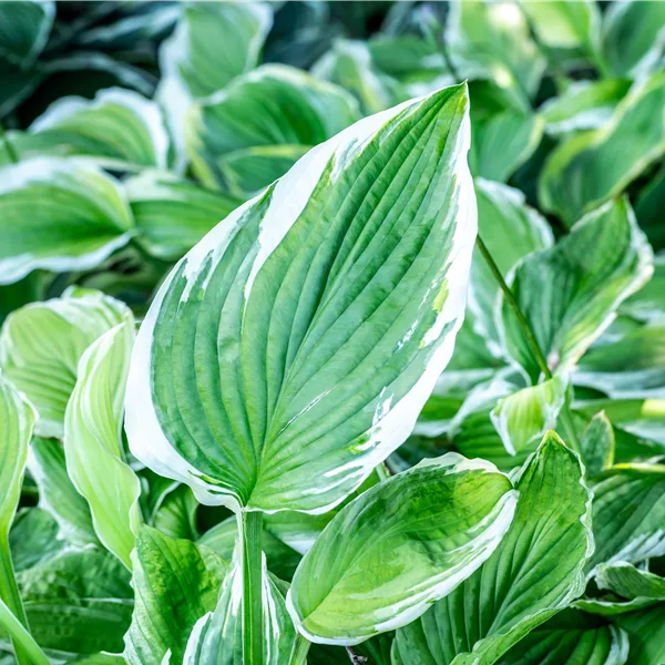 Hosta undulata 'Albomarginata'