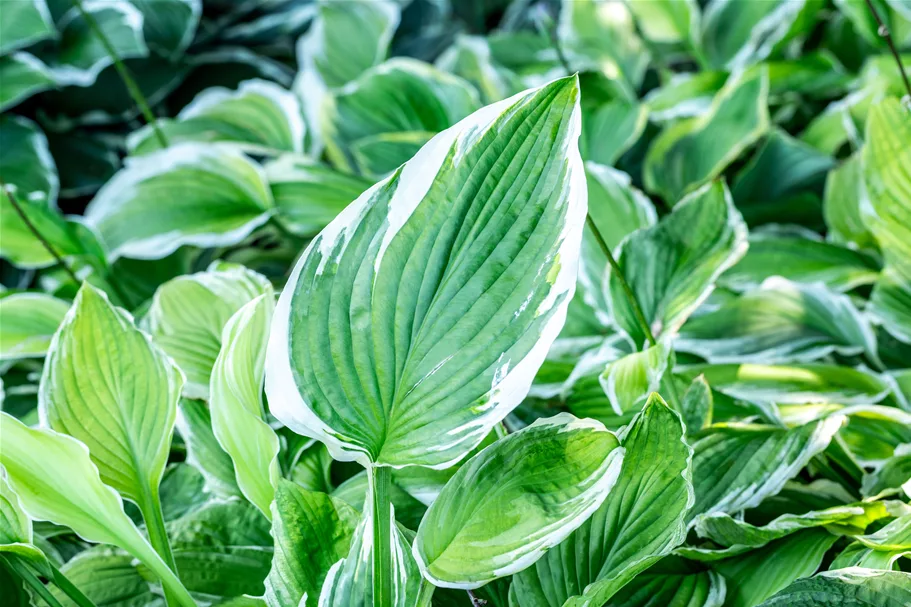 Hosta undulata 'Albomarginata'