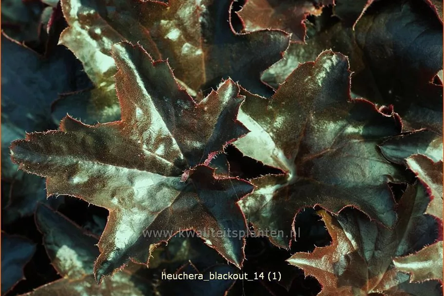 Heuchera 'Blackout'