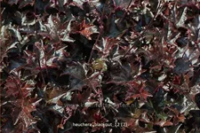 Heuchera 'Blackout'