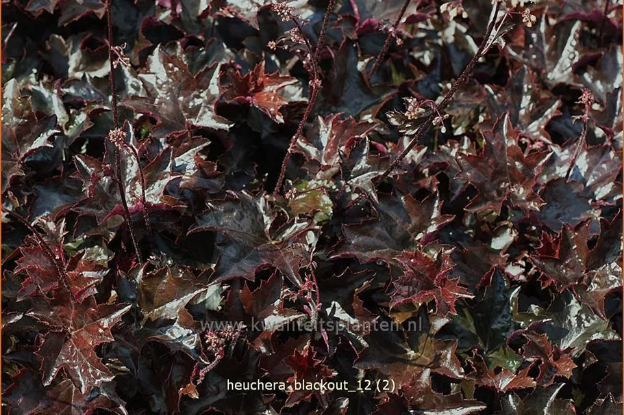 Heuchera 'Blackout'