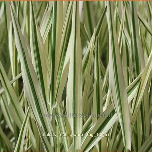 Holcus mollis 'White Fog'