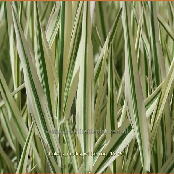 Holcus mollis 'White Fog'