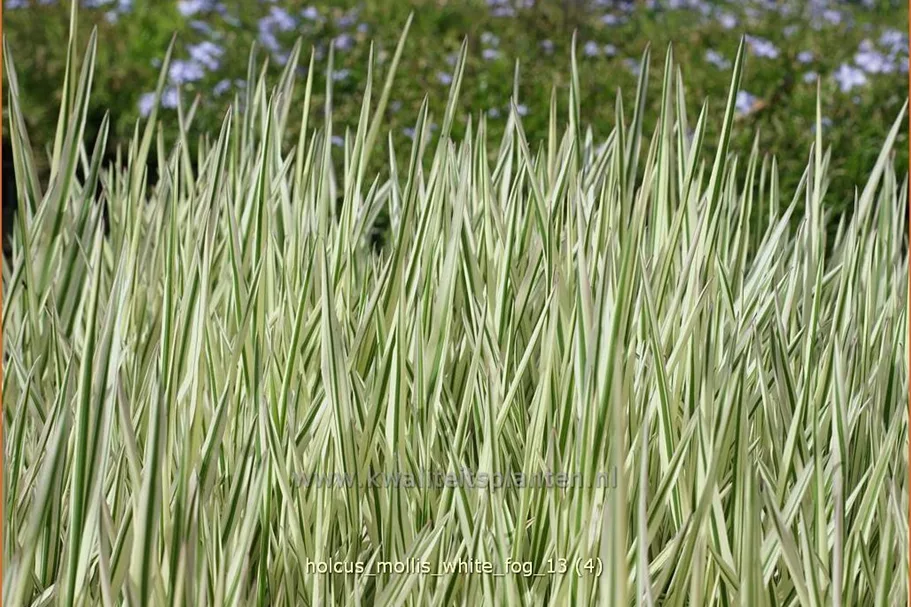 Holcus mollis 'White Fog'