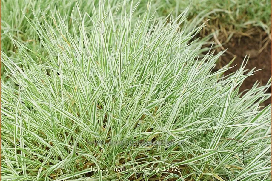 Holcus mollis 'White Fog'