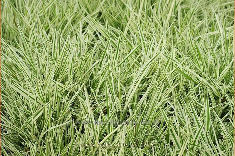 Holcus mollis 'White Fog'