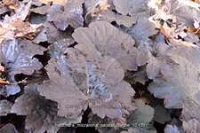 Heuchera micrantha 'Palace Purple'