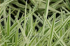 Holcus mollis 'White Fog'