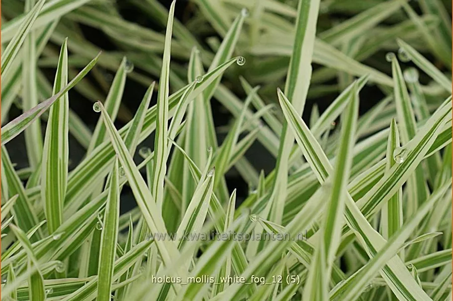 Holcus mollis 'White Fog'