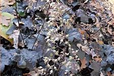 Heuchera micrantha 'Palace Purple'