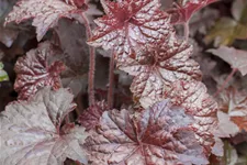 Heuchera micrantha 'Palace Purple'