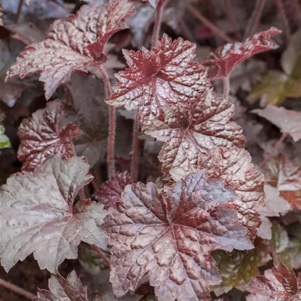 Heuchera micrantha 'Palace Purple'
