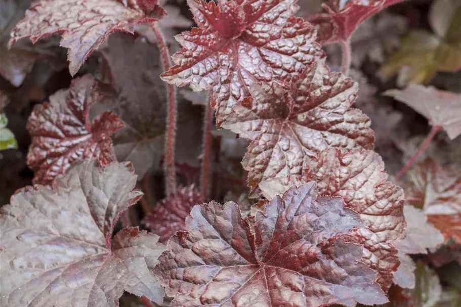 Heuchera micrantha 'Palace Purple'