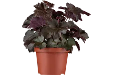 Heuchera micrantha 'Palace Purple'