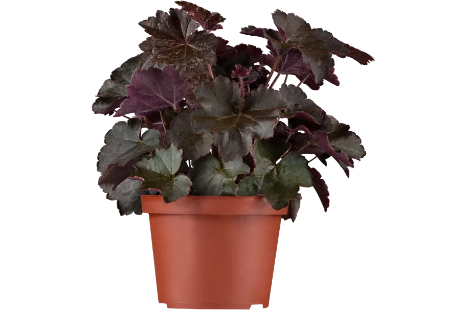 Heuchera micrantha 'Palace Purple'