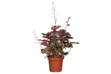 Heuchera micrantha 'Palace Purple'