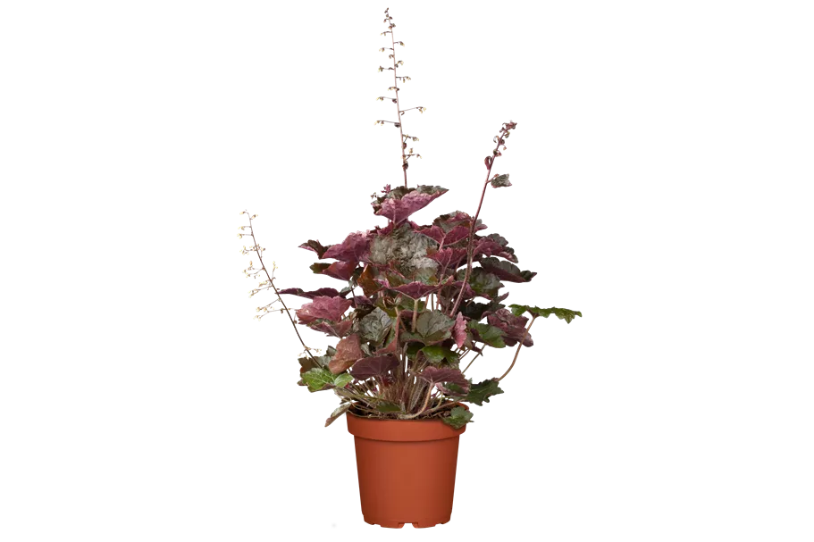 Heuchera micrantha 'Palace Purple'