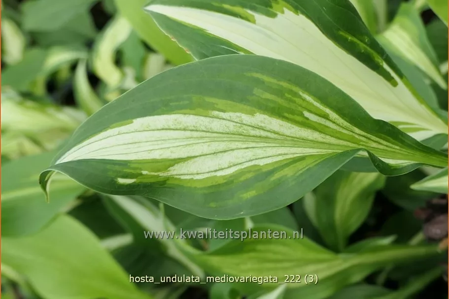 Hosta undulata 'Mediovariegata'